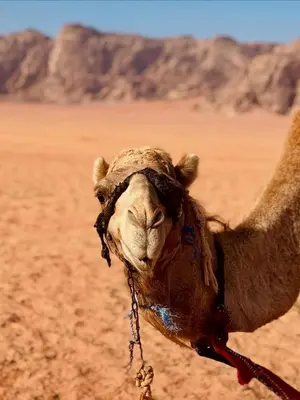 a camel in the desert looking at the camera at Luxury Camp Wadi Rum in Disah