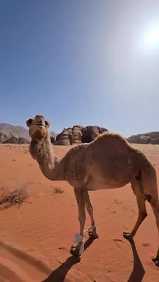 a camel is walking in the desert at Wadi rum camp in Wadi Rum
