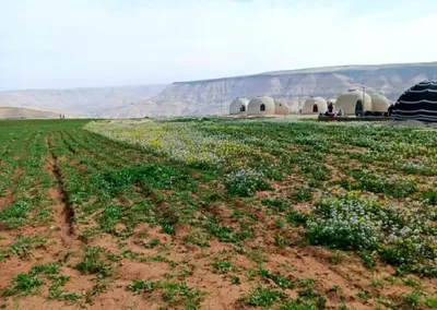 Gallery image of Tootya camp in Madaba