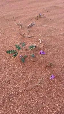 a group of flowers in the sand on a beach at Wadi Rum Mountains in Wadi Rum