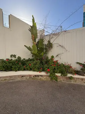 a plant on the side of a building with flowers at 2 BR 100 sqm Modern Apt Abdoun in Amman