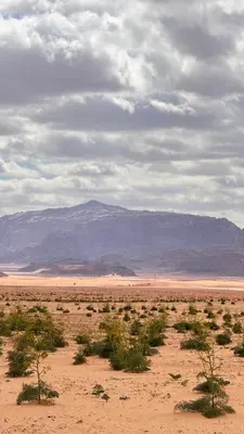 a desert field with bushes and a mountain in the background at Red Moon Camp in Wadi Rum