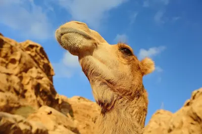 a close up of a camel looking up at the sky at Little Petra Bedouin Camp in Al Ḩayy