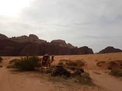 a camel standing on a dirt road in the desert at Wadi Rum Nature Tours And Camp in Wadi Rum