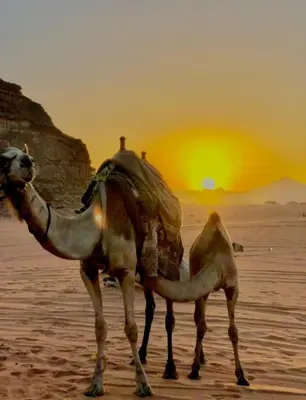 a camel in the desert with the sunset in the background at Yazan Desert Camp in Wadi Rum
