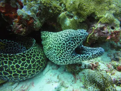a venomous sea turtle laying on the reef at Red Sea Dive Center in Aqaba