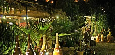 a group of potted plants in a garden at night at Seven Wonders Bedouin Camp in Wadi Musa