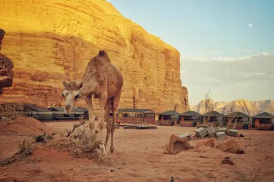 a camel standing in the desert near a mountain at Salman Zwaidh Camp in Wadi Rum