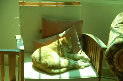 a cat laying on a chair next to a pillow at B&B Petra Fig Tree Villa in Wadi Musa