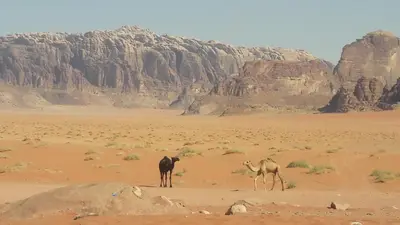 two animals standing in the desert near a mountain at Salem Camp in Wadi Rum