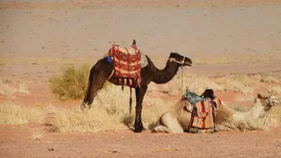a camel standing next to two camels in the desert at Salem Camp in Wadi Rum