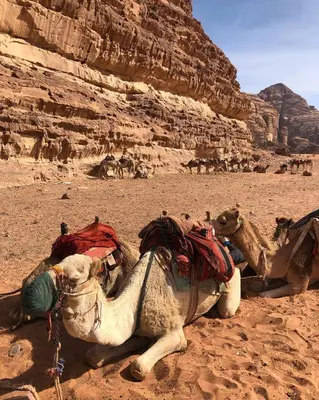 two camels laying on the sand in the desert at Wadi Rum Bubble Camp in Wadi Rum