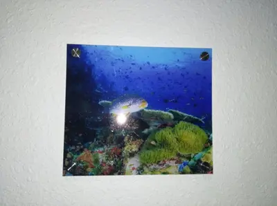 a picture of a fish in the ocean at Aqaba Roza in Aqaba