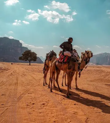 a man riding a camel in the desert at Wadi Rum Bright Moon in Wadi Rum