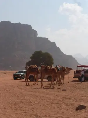 a group of camels standing in the desert at Sunrise camp in Wadi Rum