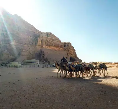 a group of camels running in the desert at Landscape Rum Camp in Wadi Rum