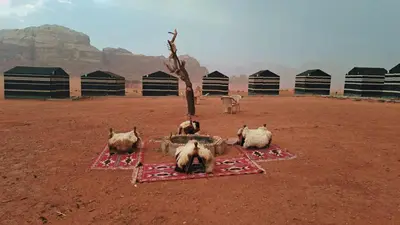 a group of animals laying in a dirt field at Wadi Rum Bedouin Heart in Wadi Rum