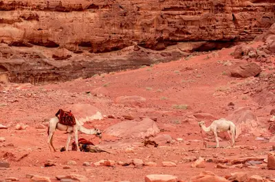 two camels are standing in a rocky field at Wadi Rum night soul Camp in Wadi Rum