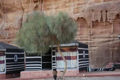 a tree in front of a rock wall at Arena Desert Camp & Adventurers in Wadi Rum