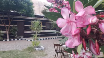 a bunch of pink flowers in front of a building at WadiRum Village Lodge in Wadi Rum