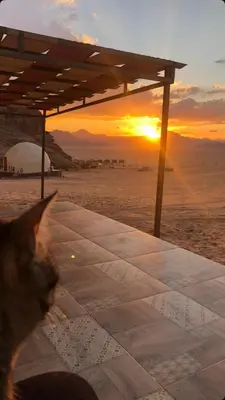 a cat sitting on the beach watching the sunset at Wadi Rum Mars Camp in Wadi Rum