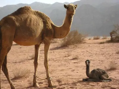 a camel and an ostrich in the desert at Maraheb Luxury camp in Wadi Rum