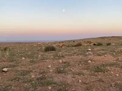 a group of cows grazing in a field at Rum Rayan magic camp in Wadi Rum