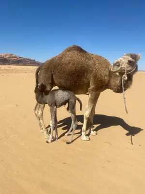 a camel and its baby standing in the desert at Wadi Rum albasli in Wadi Rum