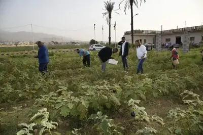 a group of people working in a field of crops at Safi Kitchen Hostel in Aş Şāfī