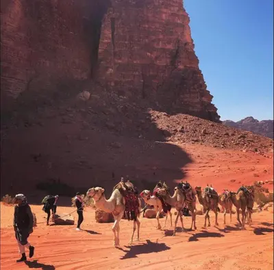 a group of camels walking in the desert at Wadi Rum Desert Stars in Wadi Rum