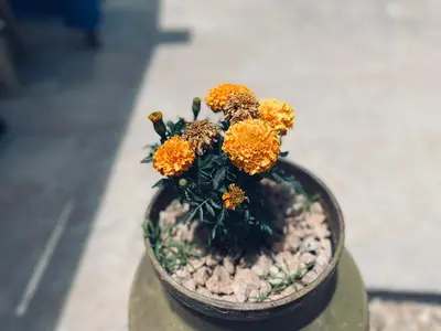 a vase with orange flowers sitting on a table at IBN Khaldoon in Madaba