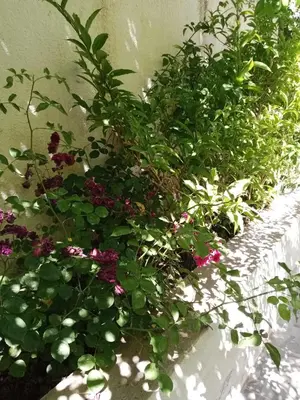 a bunch of plants sitting next to a wall at Jerash air apartment in Jerash