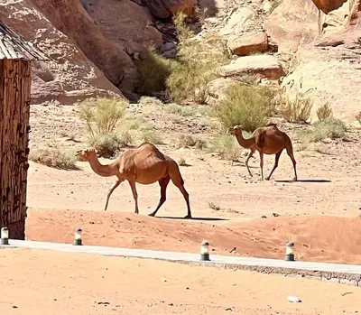 two camel walking in the sand in the desert at The sun of Wadi Rum camp in Wadi Rum