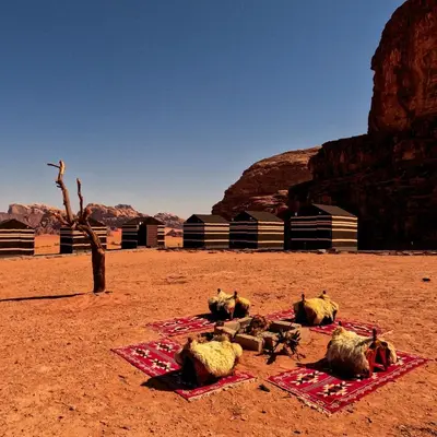 a group of animals laying in the desert at Wadi Rum Desert Heart Camp in Wadi Rum