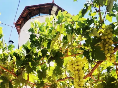 a bunch of grapes hanging from a tree at Top 