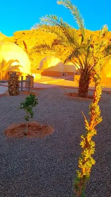 a desert with a palm tree and a building at Wadi Rum Aviva camp in Wadi Rum