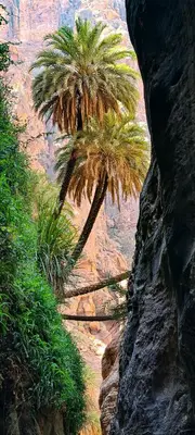 a palm tree on the side of a canyon at Dana Sunset Eco Camp in Dana