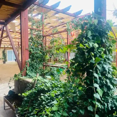 Green houseجوهره الشمال