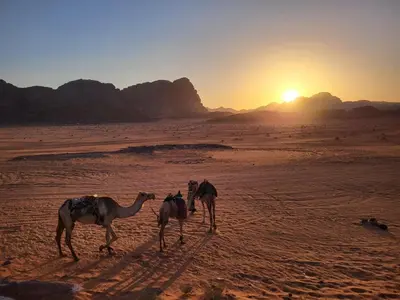 two camels walking in the desert at sunset at Serenity Camp in Wadi Rum