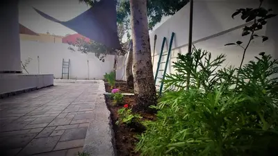 a tree in a garden next to a building at Mango Haus in Aqaba