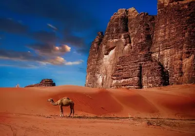 a camel standing in the desert near a rock formation at Wadi Rum Red Sand Camp in Wadi Rum