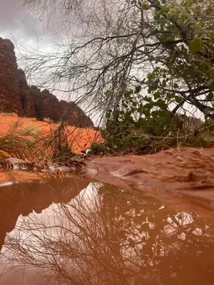 a reflection of a tree in a body of water at Bedouin oasis in Wadi Rum
