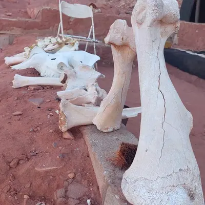 a pile of animal skeletons sitting on the ground at Wadi Rum Khalifa Camp in Wadi Rum