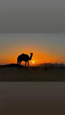 a camel standing in front of the sunset at Wadi rum sand Delight camp in Wadi Rum