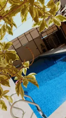 a green tree next to a swimming pool at lacasa chalet private With a panoramic view of the DeadSea in Sowayma