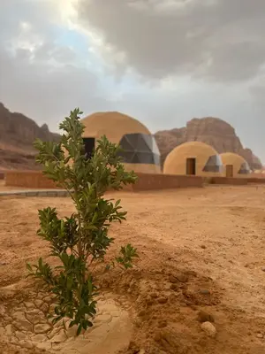 a tree in the middle of a desert with domes at Scoop Rum in Wadi Rum