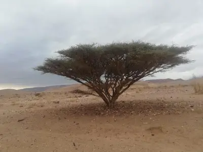 a lone tree in the middle of the desert at Feynan wild camp in Al Khuraybah