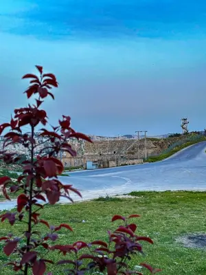 a plant in a field next to a road at Panorama Jerash HOTEL (2) in Jerash