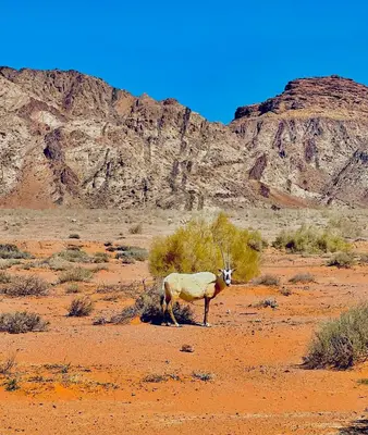 a bull standing in the desert with a mountain in the background at Al-Shakriya Village Camp in Wadi Rum