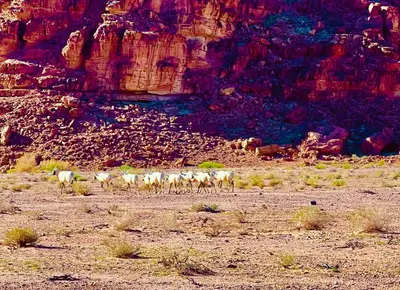 a herd of animals walking in the desert at Al-Shakriya Village Camp in Wadi Rum